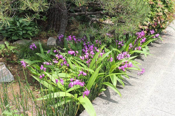 5月の庭園樹木、花