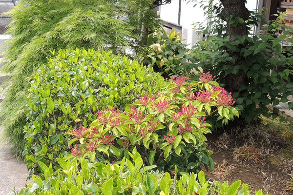 5月の庭園樹木、花