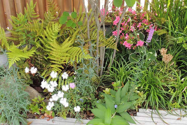 5月の庭園樹木、花