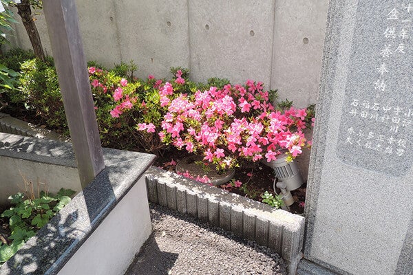 5月の庭園樹木、花