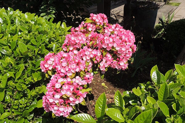 5月の庭園樹木、花
