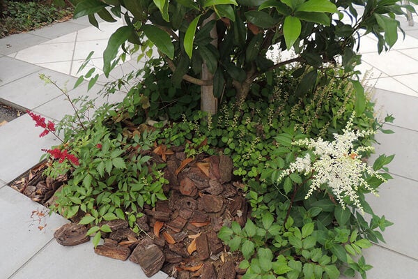 6月の庭園樹木、花