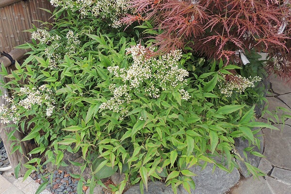 6月の庭園樹木、花