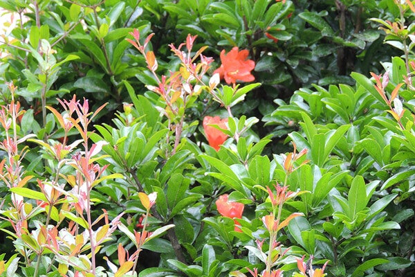 6月の庭園樹木、花