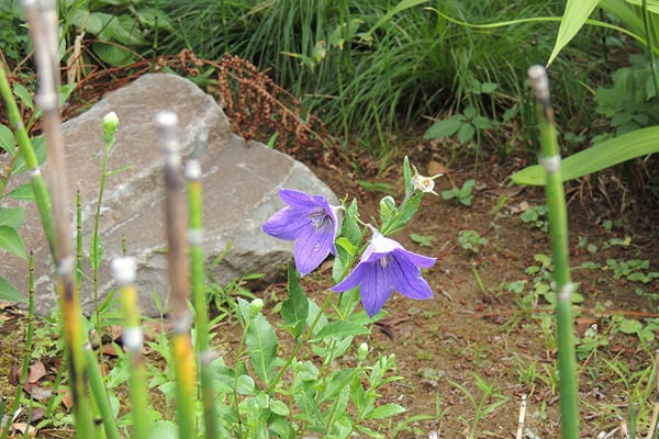 6月の庭園樹木、花
