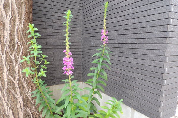 7月の庭園樹木、花