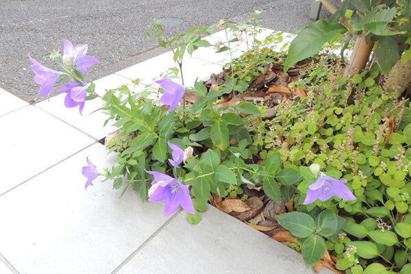 7月の庭園樹木、花