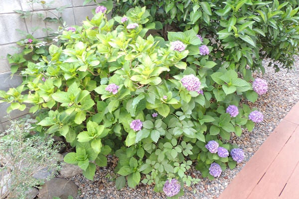 7月の庭園樹木、花