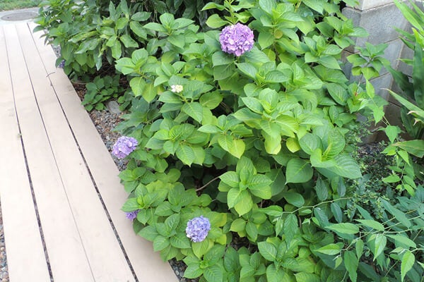 7月の庭園樹木、花