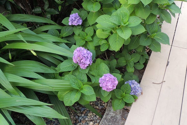 7月の庭園樹木、花