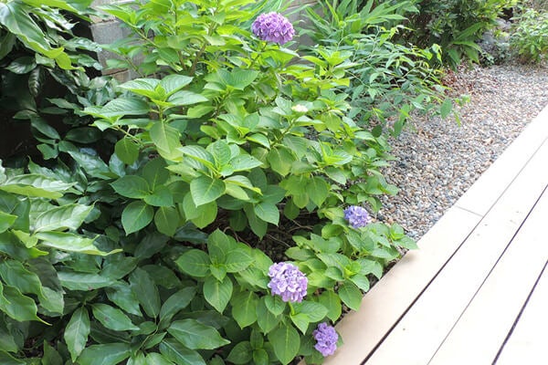 7月の庭園樹木、花