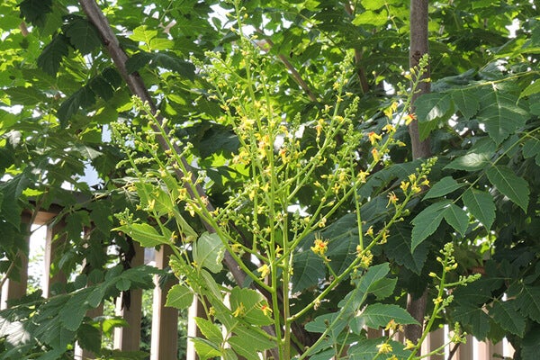 7月の庭園樹木、花