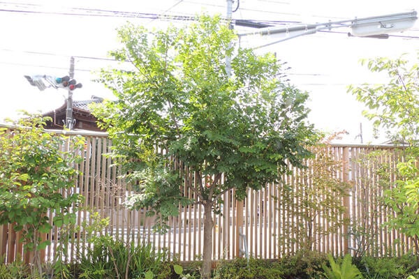 7月の庭園樹木、花