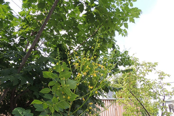 7月の庭園樹木、花