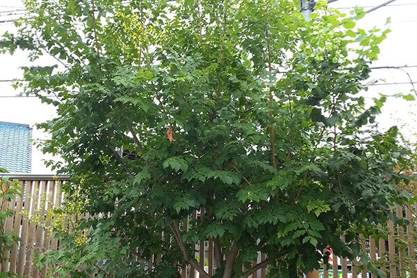 7月の庭園樹木、花