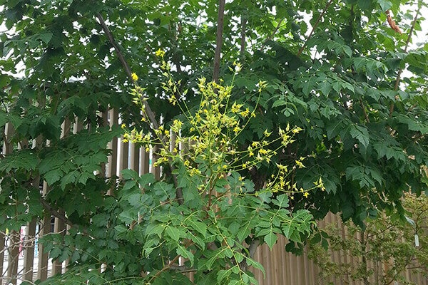 7月の庭園樹木、花
