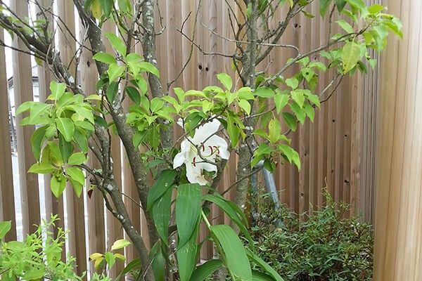 7月の庭園樹木、花
