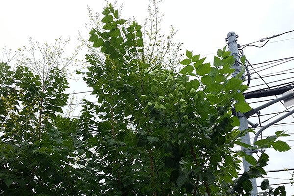 7月の庭園樹木、花