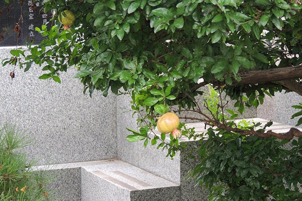 8月の庭園樹木、花