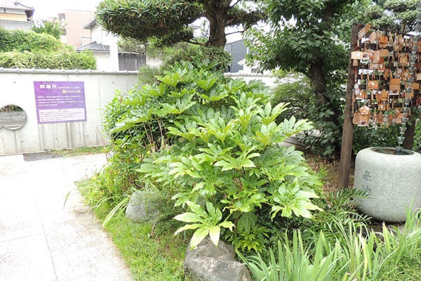 8月の庭園樹木、花
