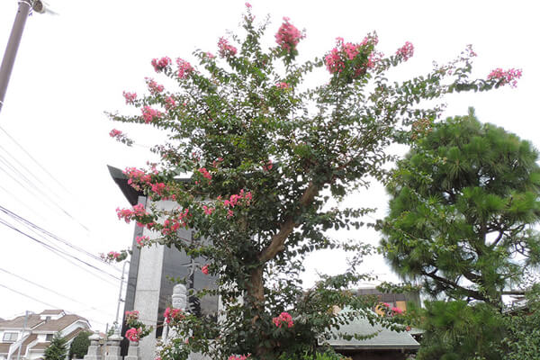 8月の庭園樹木、花