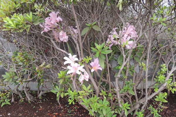 8月の庭園樹木、花