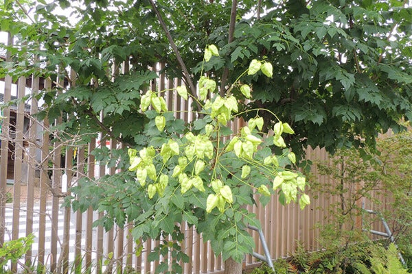 8月の庭園樹木、花