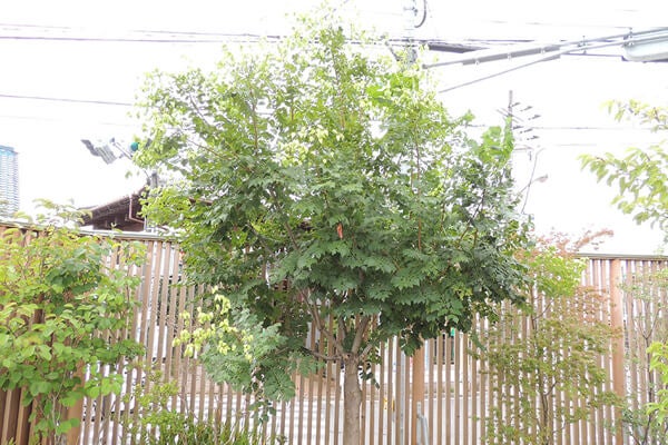 8月の庭園樹木、花