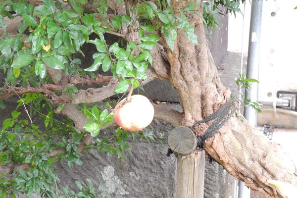 9月の庭園樹木、花
