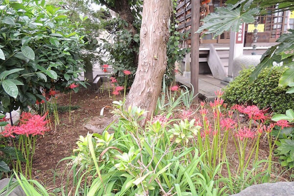 9月の庭園樹木、花