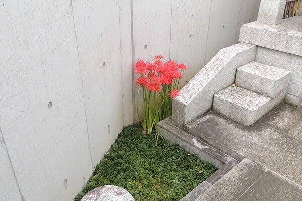 9月の庭園樹木、花