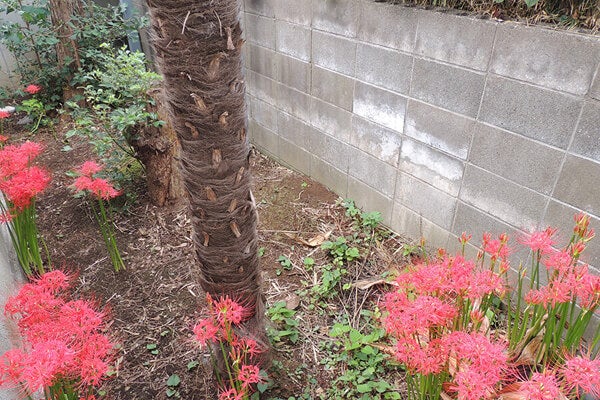 9月の庭園樹木、花