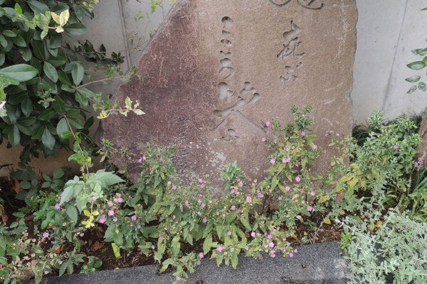 9月の庭園樹木、花