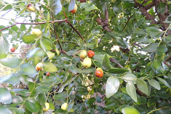 10月の庭園樹木、花