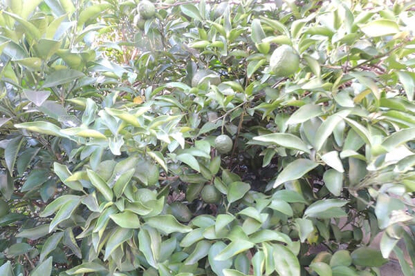 10月の庭園樹木、花