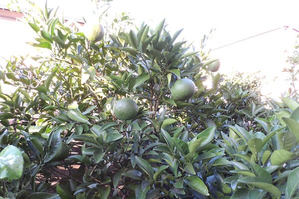 10月の庭園樹木、花