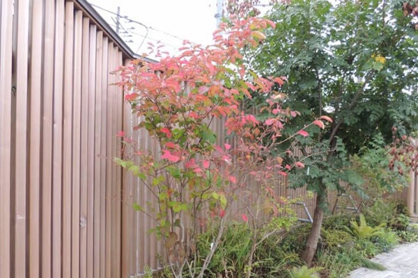 10月の庭園樹木、花