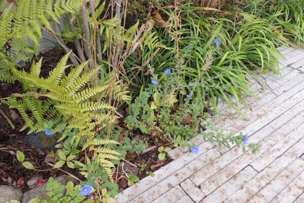 10月の庭園樹木、花