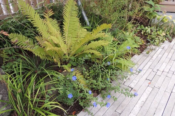 10月の庭園樹木、花