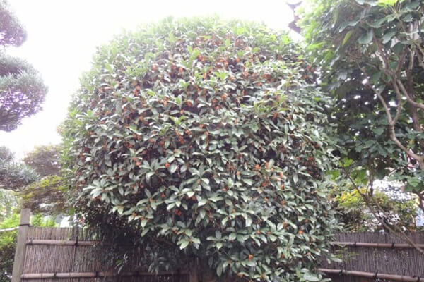 10月の庭園樹木、花