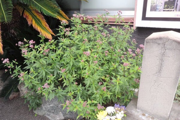 10月の庭園樹木、花