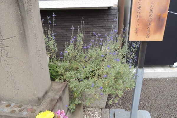 10月の庭園樹木、花