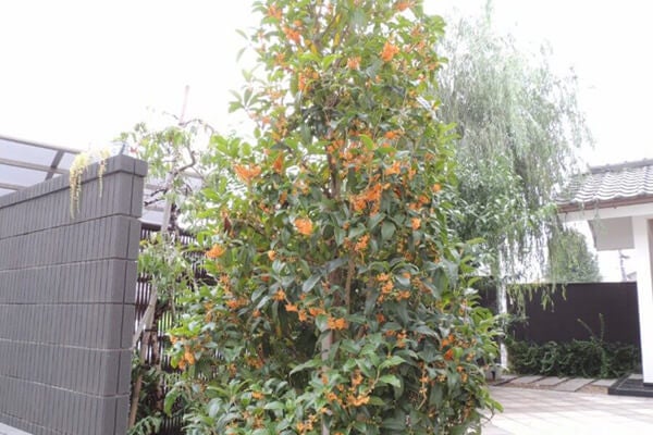 10月の庭園樹木、花