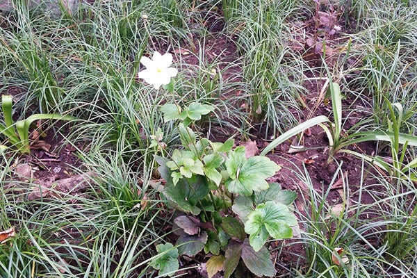 10月の庭園樹木、花