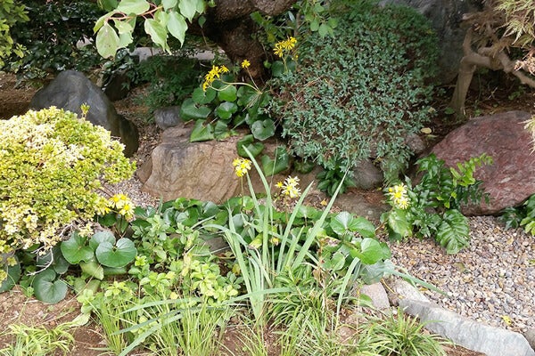 10月の庭園樹木、花