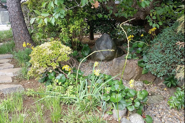 10月の庭園樹木、花