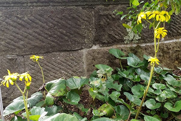 10月の庭園樹木、花