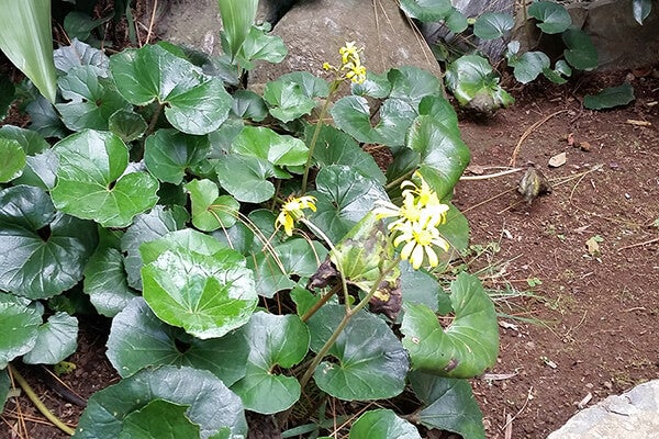 10月の庭園樹木、花