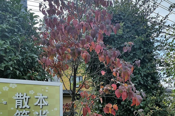 10月の庭園樹木、花