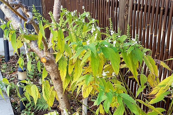 11月の庭園樹木、花